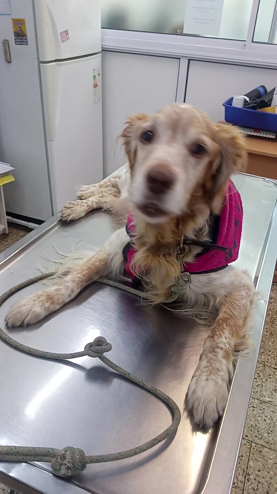 Perro atendido sobre la camilla del consultorio veterinario
