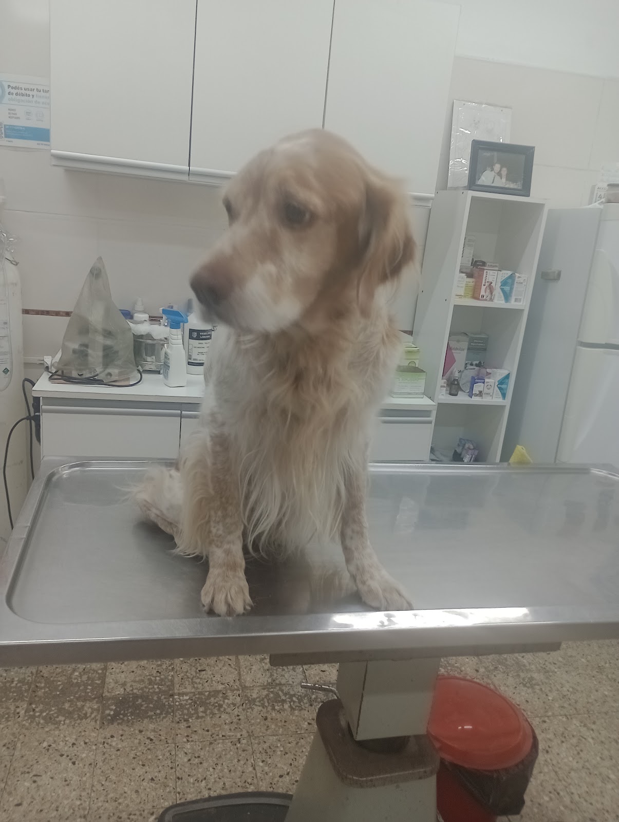 Perro sentado en la mesa de atención del consultorio