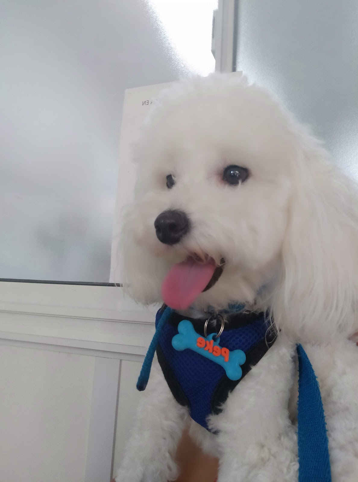 Caniche blanco en la sala de la veterinaria