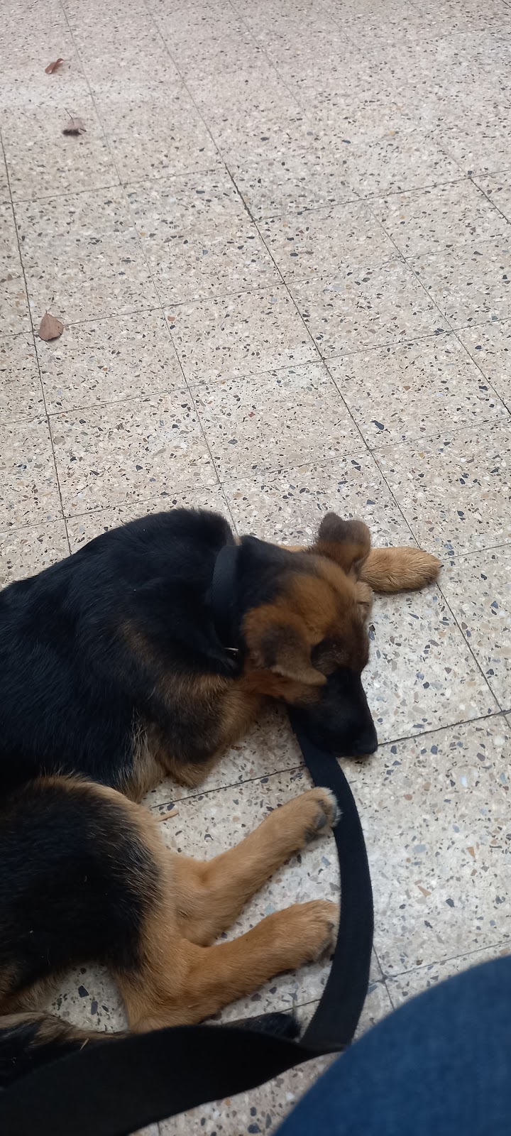 Perro ovejero descansando en el piso de la veterinaria