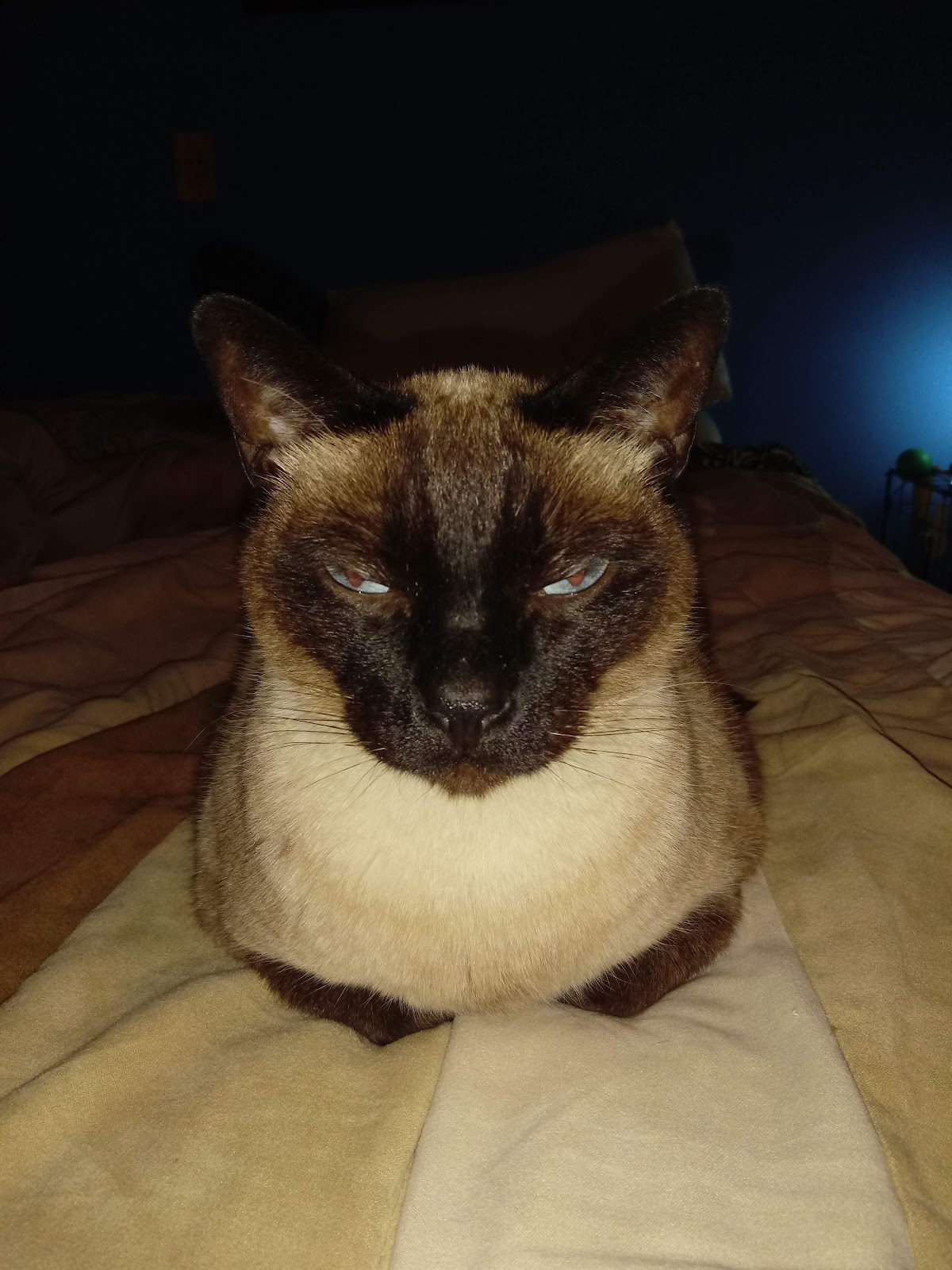 Gato siamés, paciente de la veterinaria