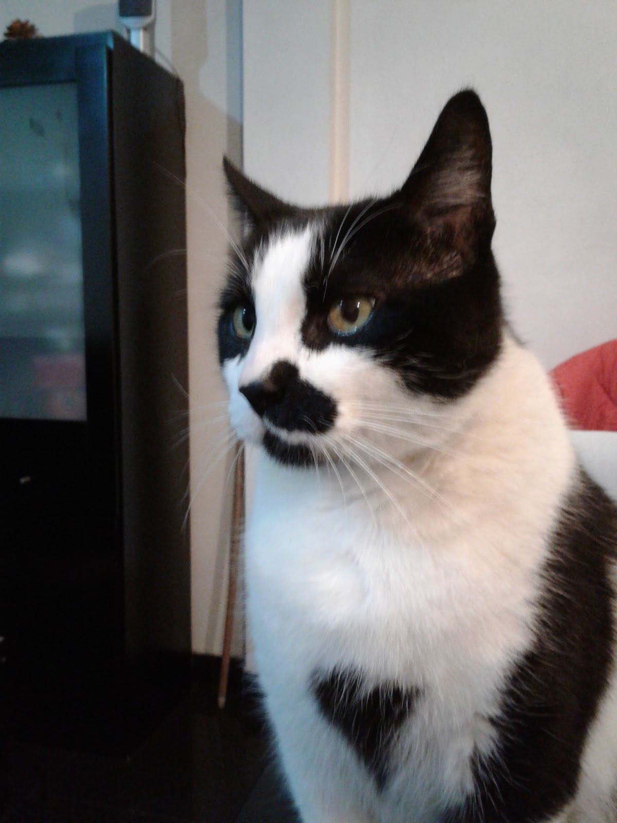 Gato blanco y negro, paciente de la veterinaria