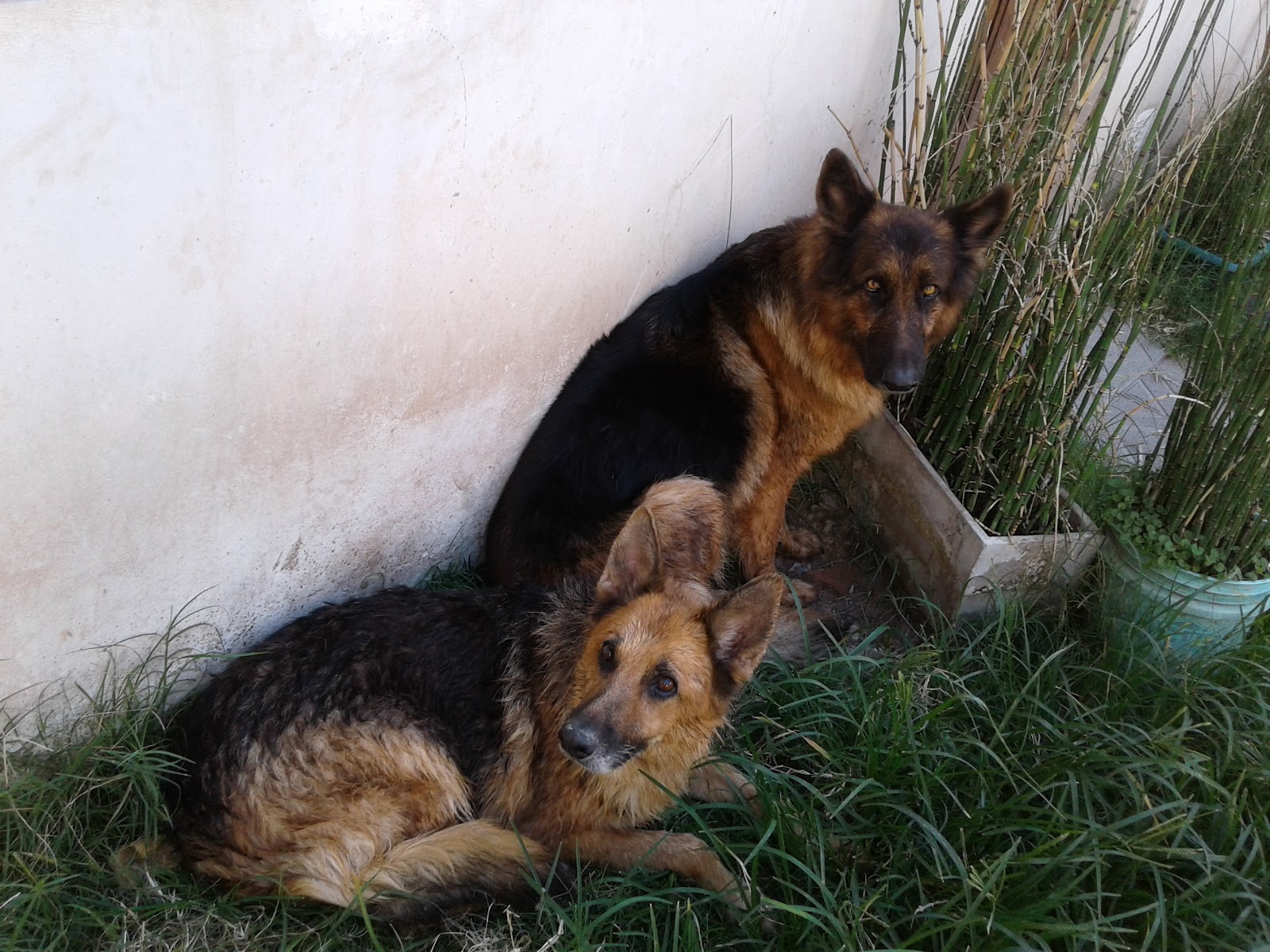 Dos ovejeros alemanes, pacientes de la veterinaria
