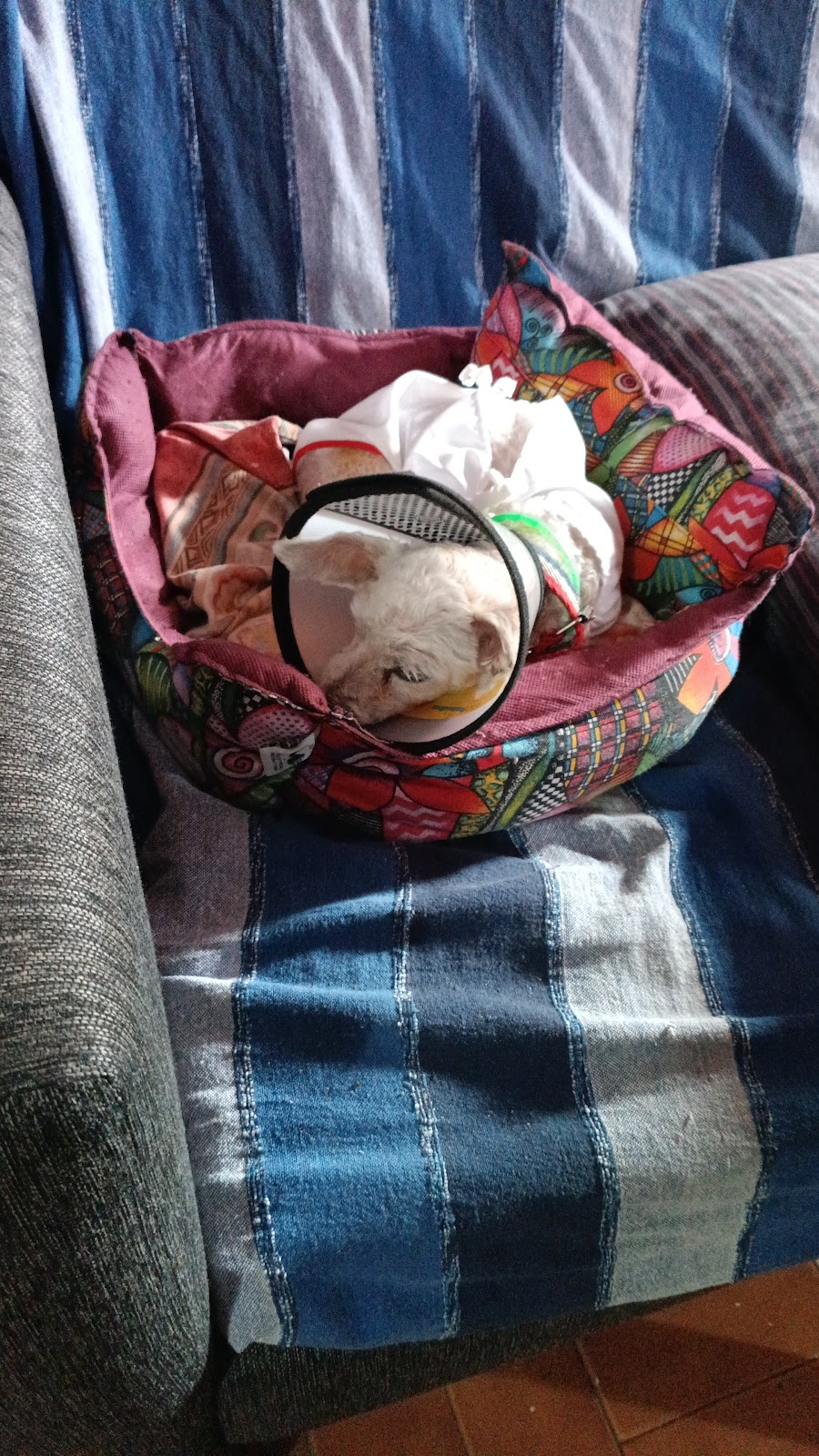Perrito con collar isabelino recuperándose después de una cirugía